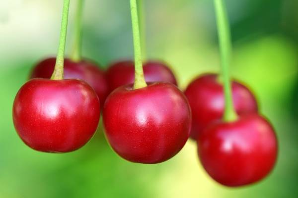cherries|INFO-Berries-2020